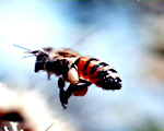 空を飛ぶ蜜蜂