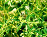新芽をかじる蜜蜂