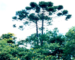パラナ松
